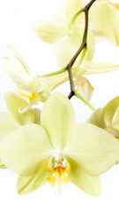 Gelbe Orchidee isoliert vor weißem Hintergrund