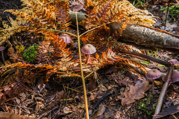 Fioletowe grzybki, paproć, gałąź