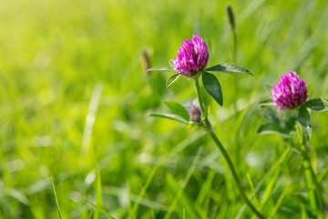 Clover flowers in grass isolated.