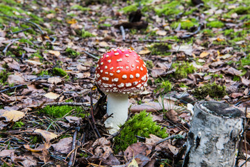 Muchomorrrrr © Jacek