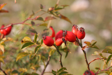 rose hips