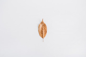 Autumn leaf. Flat lay, top view fall minimal concept.