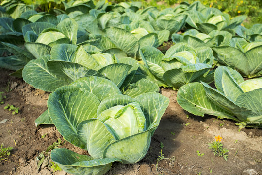 Cabbage. Fresh Young Green Plant Cabbage Grow On Vegetable Field Outdoor Summer.