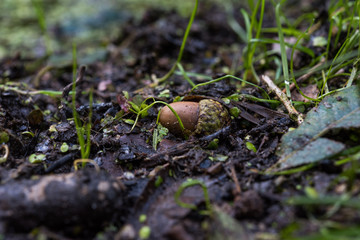 acorn on moorboden in autumn