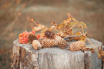 Autumn still life on the stump of a mountain ash and cones
