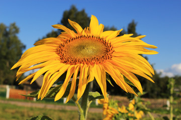 A flower of a sunflower. Close-up. Selective focus.