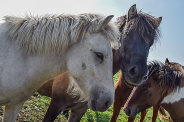 Horses in the meadow