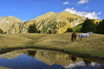 chevaux en libert&eacute; face au massif de la cougourde dans le mercantour