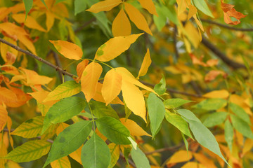 Fototapeta premium Autumn leaves