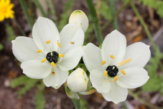 latte di gallina d'Arabia (Ornithogalum arabicum)