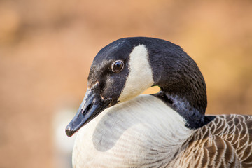 Goose head