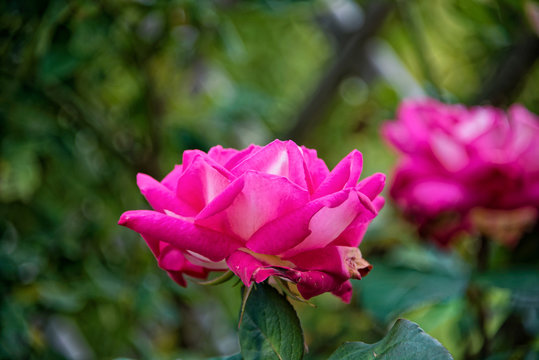 Rose, Rosenblüte, 