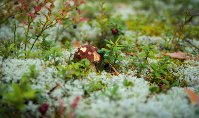 Borovik was hiding in the moss