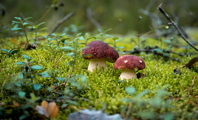 White mushroom in the moss