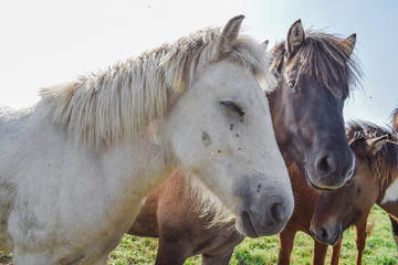 Horses in the meadow