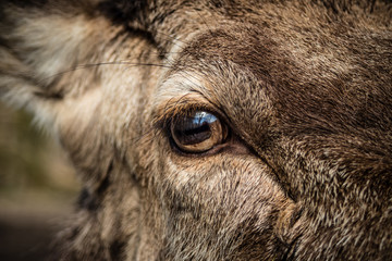 Close up of deer eye