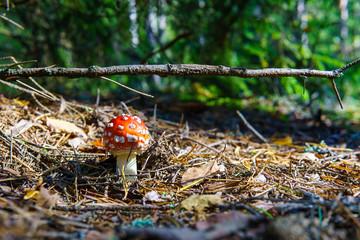 Mushrooms in the autumn forest