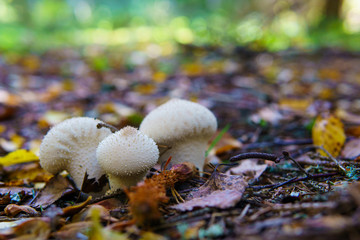 Mushrooms in the autumn forest