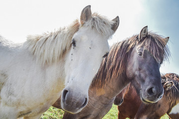 Obraz premium Horses in the meadow