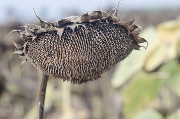 Withered Sunflowers in the Autumn Field. Ripened Dry Sunflowers 