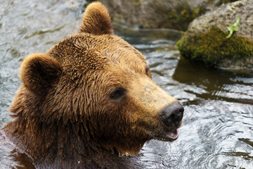brown bear bathing in water