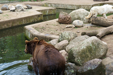 brown bear bathing in water