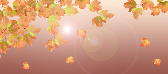 arrière-plan d'automne,feuilles et branchages