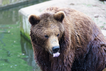 Naklejka na ściany i meble brown bear bathing in water