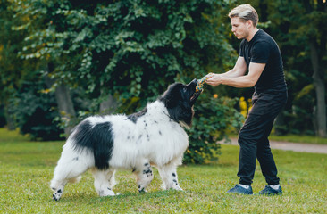 Obraz premium Newfoundland dog plays with man and woman in the park