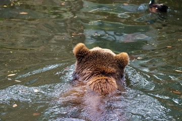 Obraz na płótnie Canvas brown bear swimming in a pond