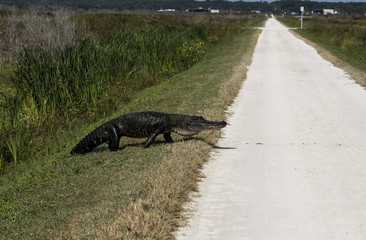 Jaywalker