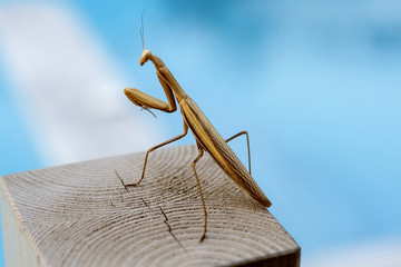 Praying mantis sitting on a bench