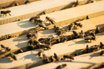 The bees inside a beehive in field