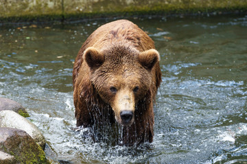 Fototapeta na wymiar brown bear getting out of water