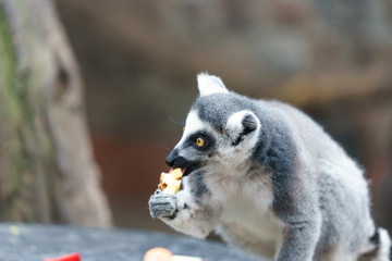 Fototapeta premium lemur in a zoo eating fruit
