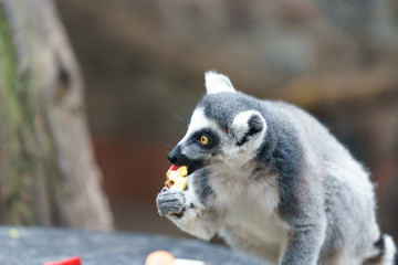 lemur in a zoo eating fruit © lakkot
