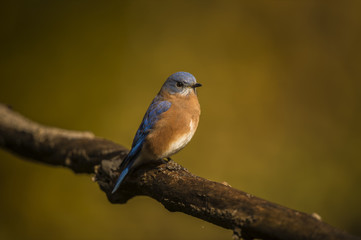 EASTERN BLUEBIRD