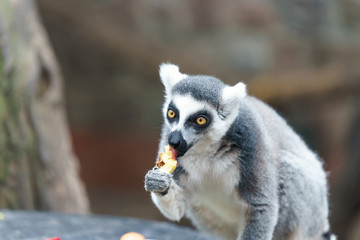 lemur in a zoo eating fruit