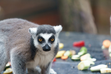 lemur in a zoo eating fruit