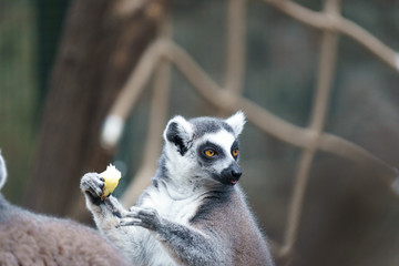 lemur in a zoo eating fruit