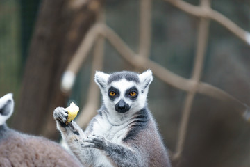 lemur in a zoo eating fruit © lakkot