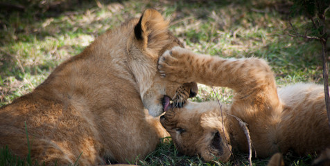 the kiss