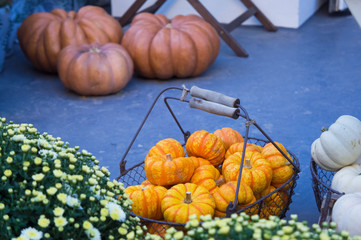 Pumpking harvest days