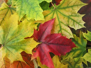 Naklejka na ściany i meble Maple leaves. Autumn background.