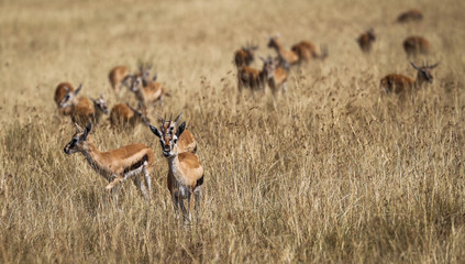 Fototapeta na wymiar African antelope in the plain