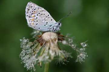 small butterfly with raindrops on wings