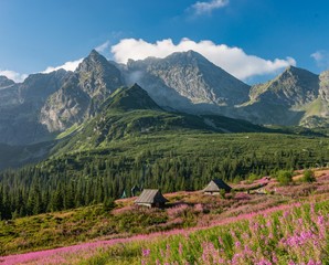 Obraz premium Tatra mountains, Poland landscape, colorful flowers and cottages in Gasienicowa valley (Hala Gasienicowa), summer