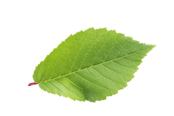 Autumn leaf isolated on white background