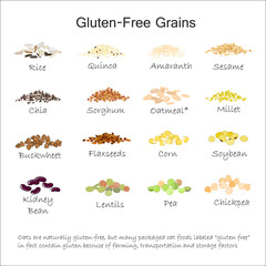 A variety of gluten free grains. Buckwheat, amaranth, rice, millet, sorghum, quinoa, chia seeds, flax seeds, sezam, oatmeal, legumes. Vector illustration - obrazy, fototapety, plakaty