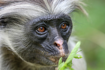 Red colobus monkey
